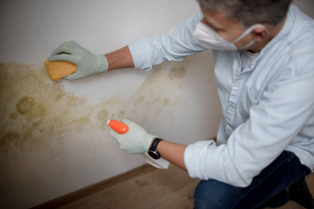 Best White Mold Remediation in Governors Village, NC