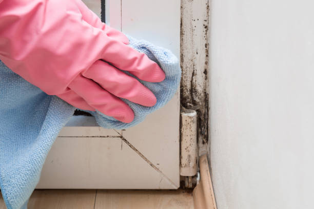 Best Localized Mold Remediation (e.g., coastal areas, humid climates) in Governors Village, NC